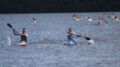 Bergsee Quadrathlon Ratscher (GER) 2020 (c) Lars Rohde